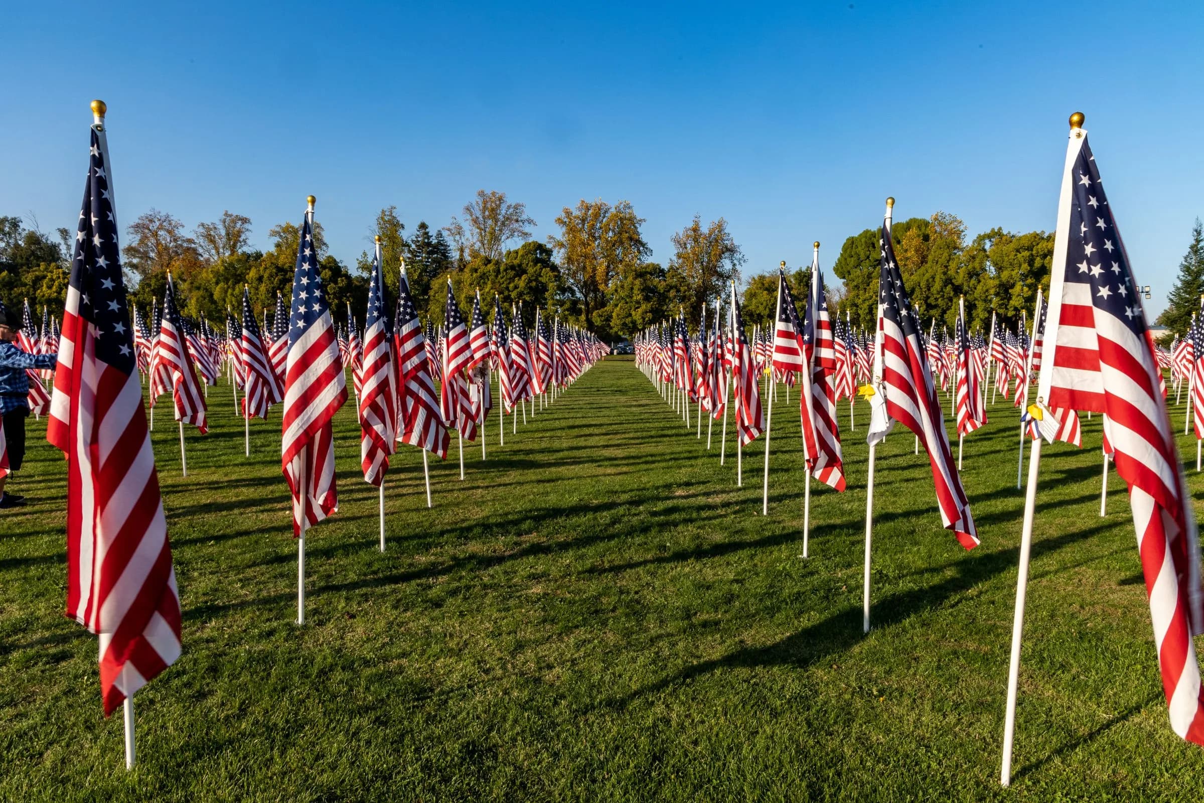 Rows of American flags on a green lawn